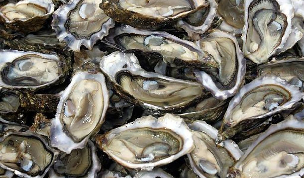 Oysters