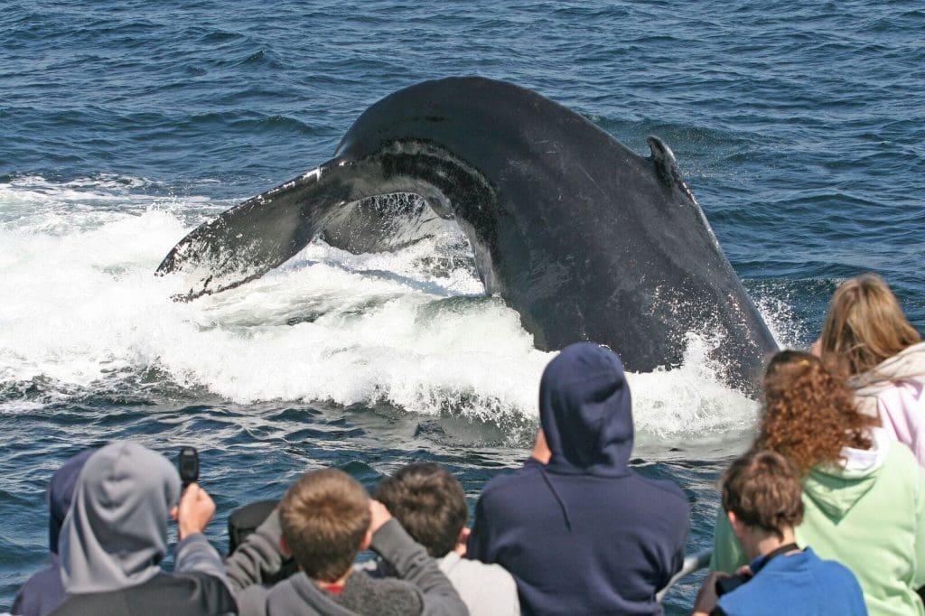 7 Whales Watch - Things to do, Gloucester, MA