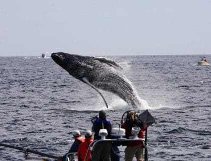 A large whale jumping out of the ocean while onlookers watch from a whale-watching boat on a cloudy day