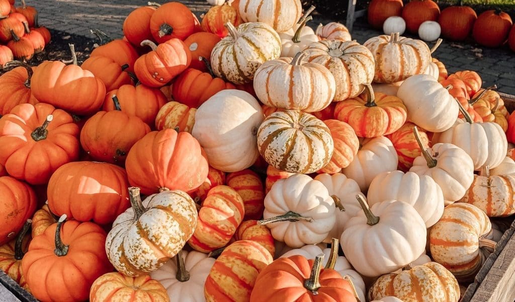 Fall Fun and Spooky Spectaculars North of Boston!