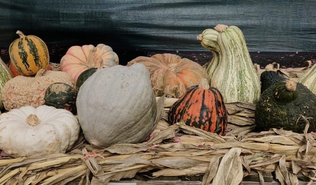 The Thanksgiving Countdown Is On! Here’s Where To Get Your Turkey Day Fix North of Boston