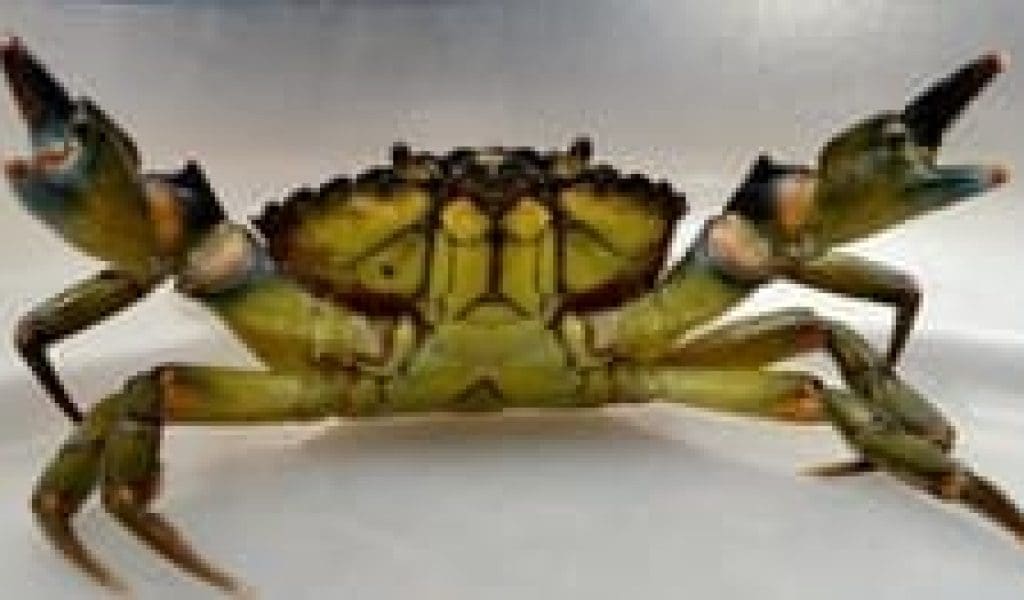 The Tale of Ipswich Ale Brewery and the Green Crab