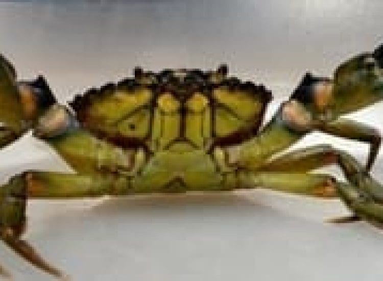 The Tale of Ipswich Ale Brewery and the Green Crab