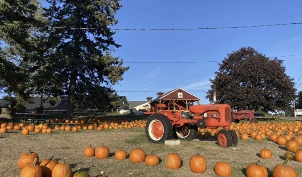 Ipswich’s, Bountiful Fall Harvest for Visitors