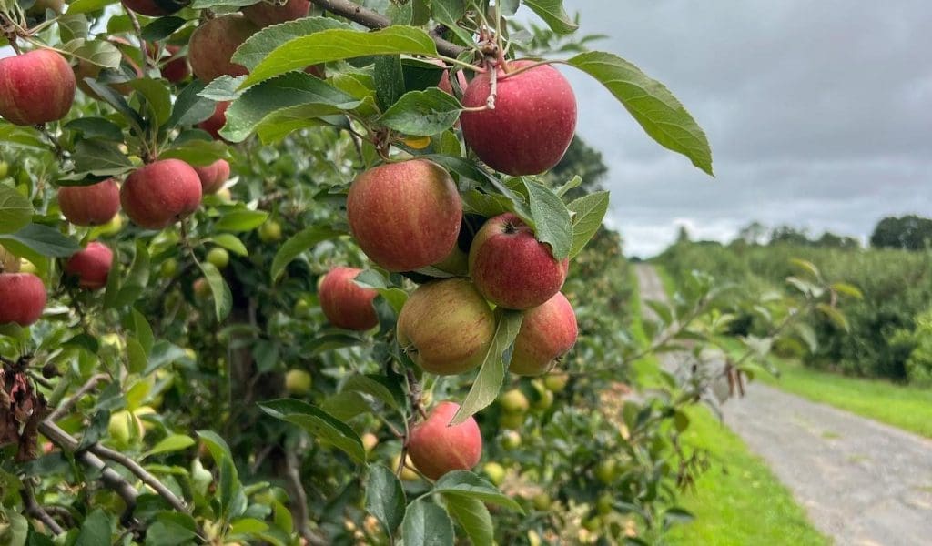 Apple Picking! Corn Mazes! Haunted Happenings! Oh, My! What to do North of Boston in October