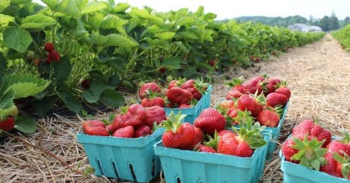 Cider Hill Farm