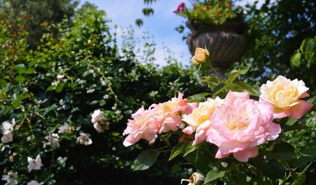 APRIL SHOWERS AND MAY FLOWERS: THE GARDENS OF THE NORTH OF BOSTON (PART II)