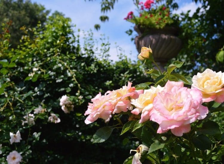 APRIL SHOWERS AND MAY FLOWERS: THE GARDENS OF THE NORTH OF BOSTON (PART II)
