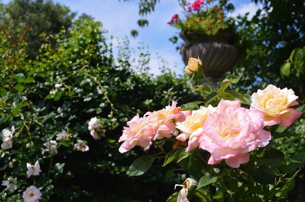 Flowers - Stevens-Coolidge Place, North Andover