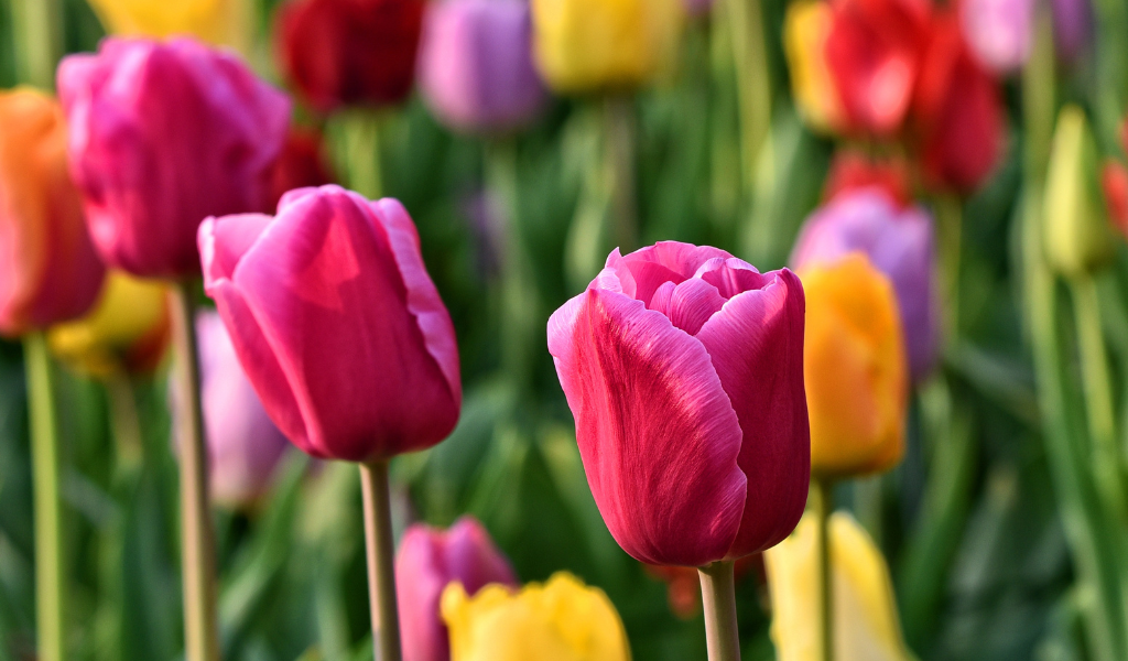 Rejoice it’s Spring: Here’s What to Do North of Boston This April