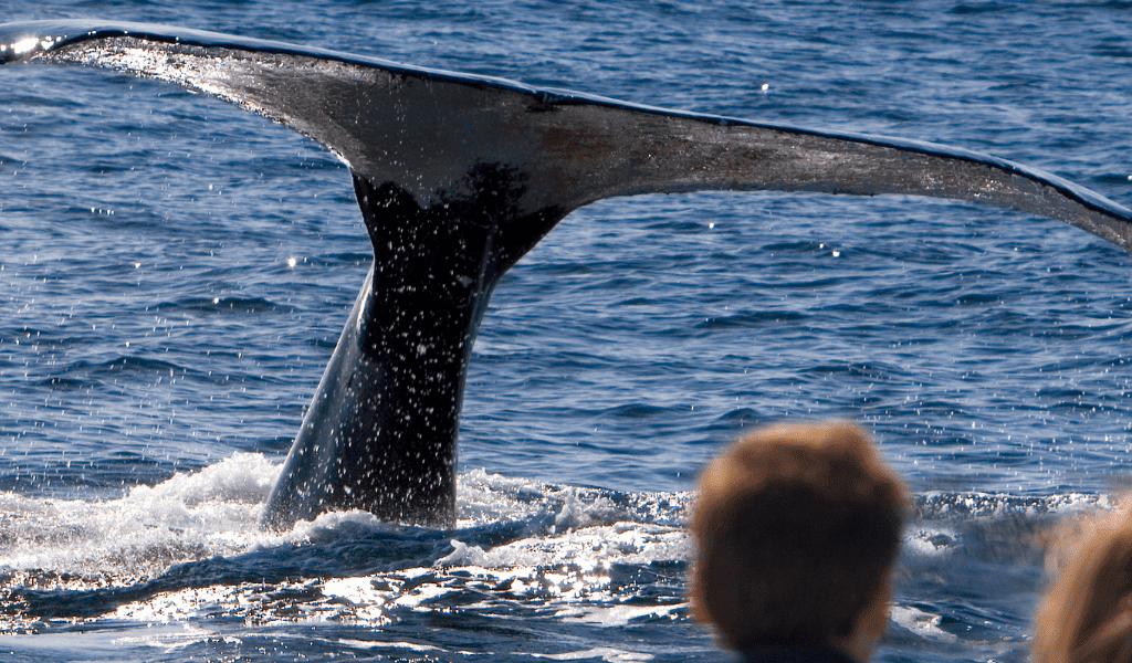 A Guide North of Boston’s Seasonal Adventures at Sea