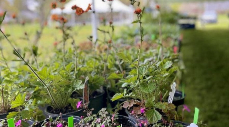 https://northofboston.org/wp-content/uploads/2025/03/plantsale.jpg