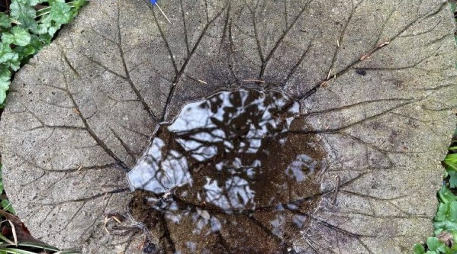 https://northofboston.org/wp-content/uploads/2025/05/birdbath.jpg