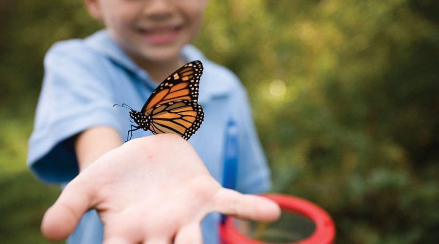 https://northofboston.org/wp-content/uploads/2025/05/butterflydetectives.jpg