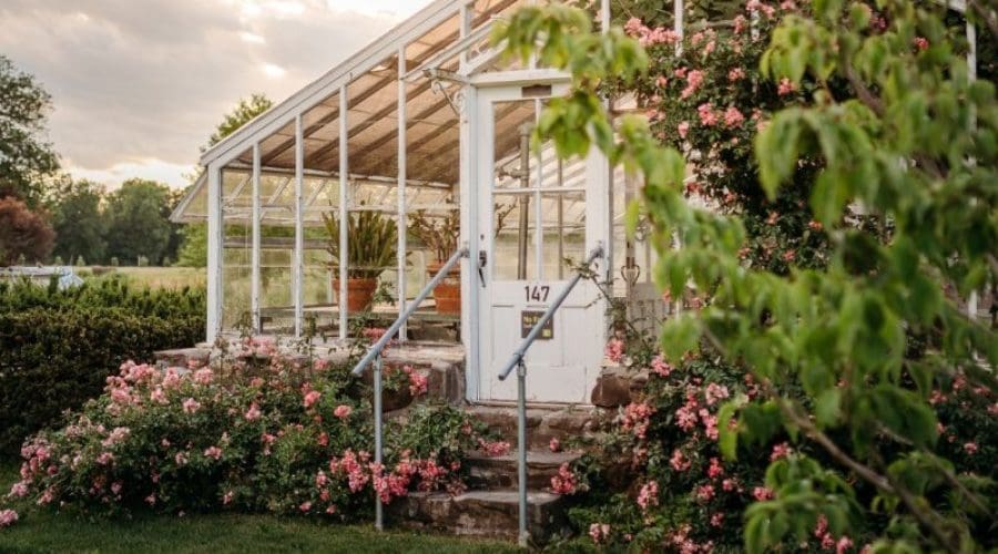 https://northofboston.org/wp-content/uploads/2025/07/greenhouse-roses.jpg