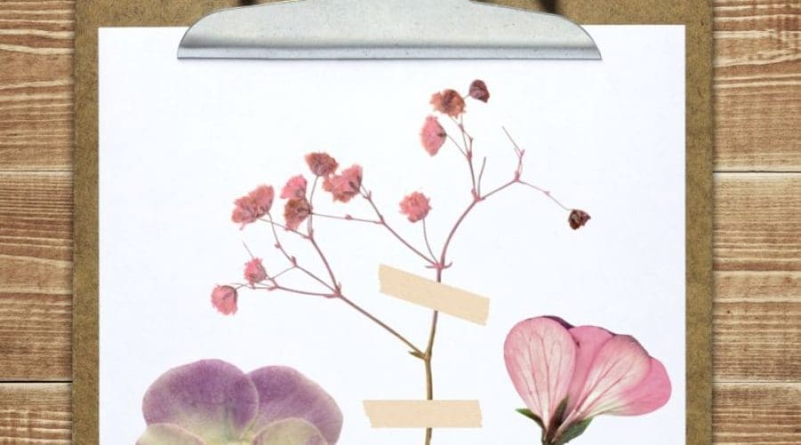 https://northofboston.org/wp-content/uploads/2025/07/pressed-flower.jpg