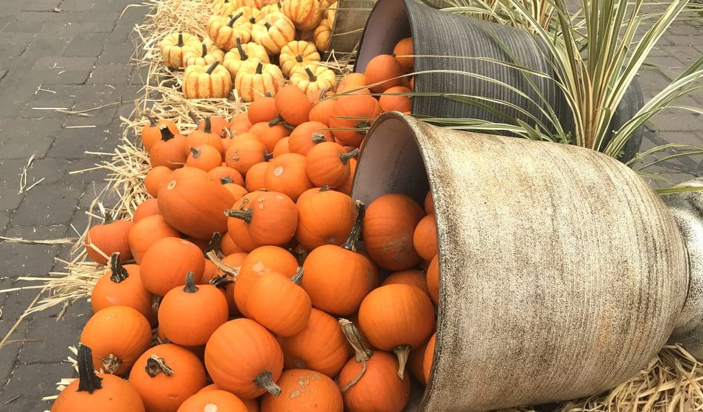 Harvest, History, and Seasonal Splendor Await in November
