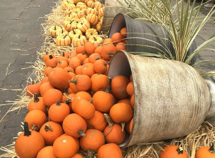 Harvest, History, and Seasonal Splendor Await in November