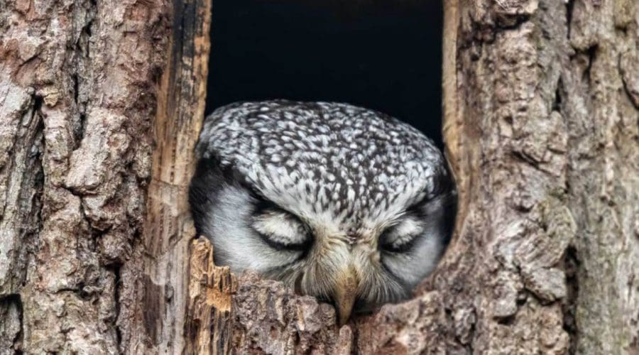 https://northofboston.org/wp-content/uploads/2025/11/Birds-at-Rest.jpg