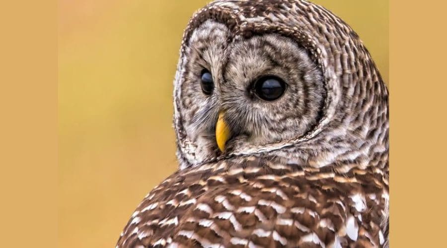 https://northofboston.org/wp-content/uploads/2026/02/The-World-of-Owls.jpeg