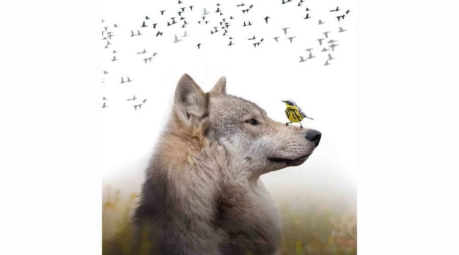https://northofboston.org/wp-content/uploads/2026/03/Flyway-of-Life-Film-Screening-and-Talk.jpeg