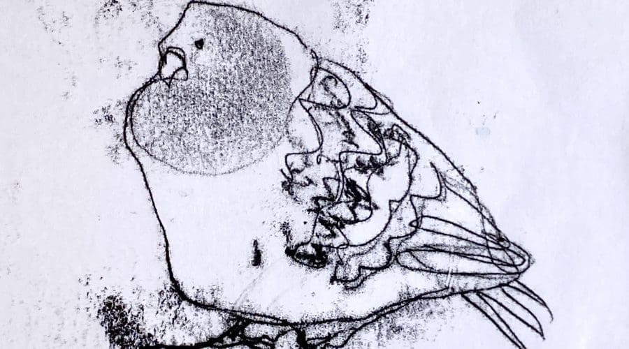 https://northofboston.org/wp-content/uploads/2026/03/TraceMonotype-Chris-Robinson.jpeg