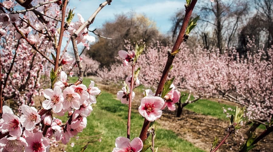 https://northofboston.org/wp-content/uploads/2026/03/blossom-2.jpg