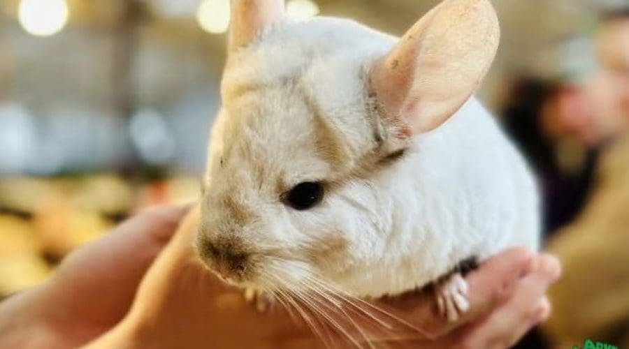 https://northofboston.org/wp-content/uploads/2026/04/Animal-Adventures.jpeg