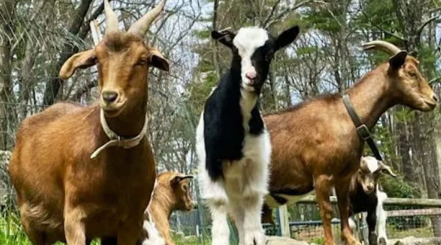 https://northofboston.org/wp-content/uploads/2026/04/Goat-Mingle-with-Goats-to-Go.jpeg