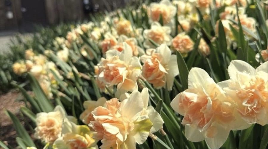 https://northofboston.org/wp-content/uploads/2026/04/bloomfest.jpg