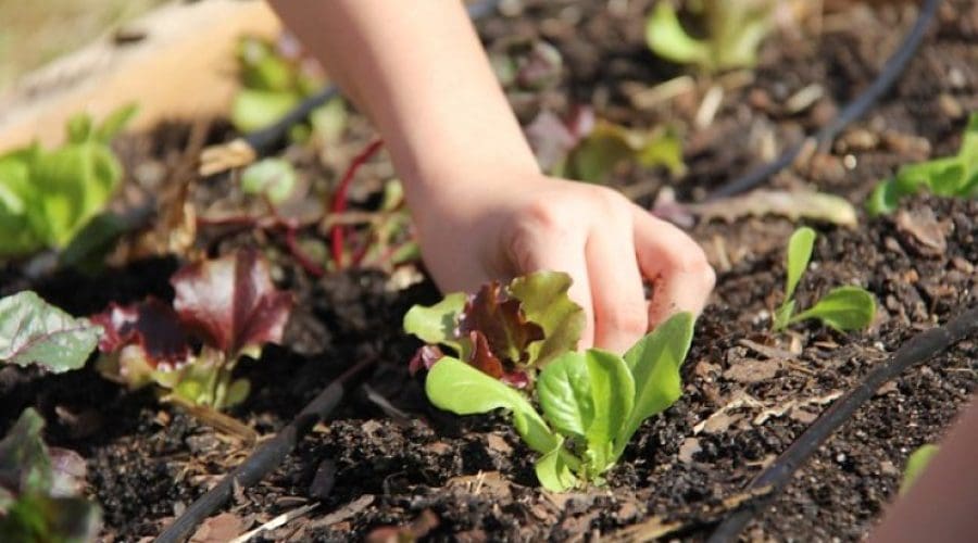 https://northofboston.org/wp-content/uploads/2026/04/pesticide.jpg