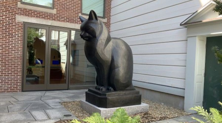 https://northofboston.org/wp-content/uploads/2026/08/Cat-in-Courtyard-600x400-1.jpg